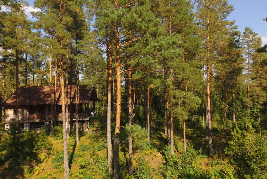 Ruhige Lage im Kiefernwald